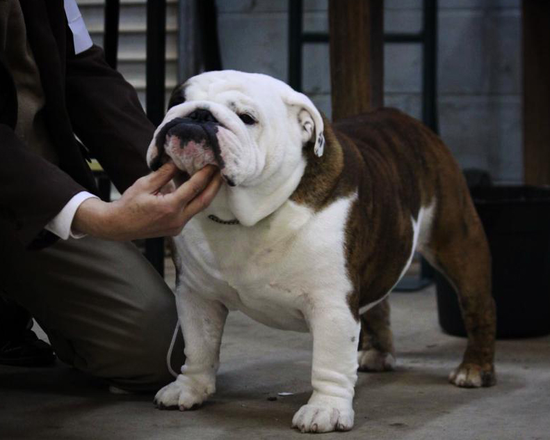 English bulldog puppies ny 